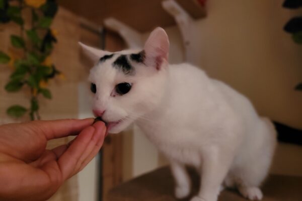 20250803_085007