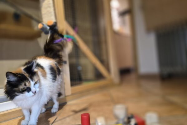 20260705_081424